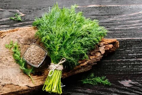 فروش خاص شوید خشک اعلا + قیمت رقابتی